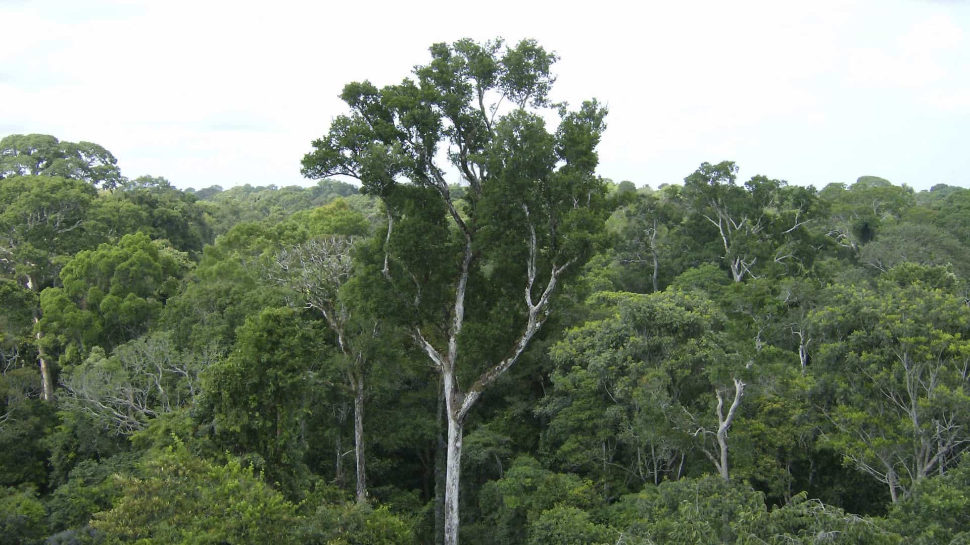 Exército brasileiro inicia buscas por jornalista e guia na Amazónia