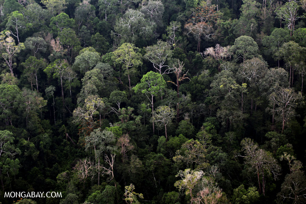 Angola sem conservação de florestas, aponta analista