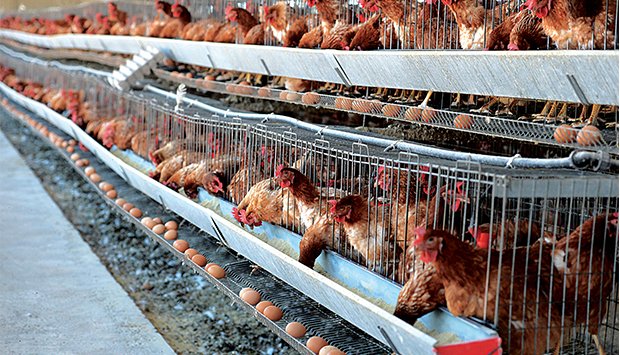 Governo concentra esforços para apoiar a produção avícola