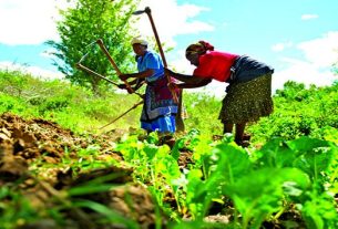 FADA financia mais de três mil projectos agrícolas no país