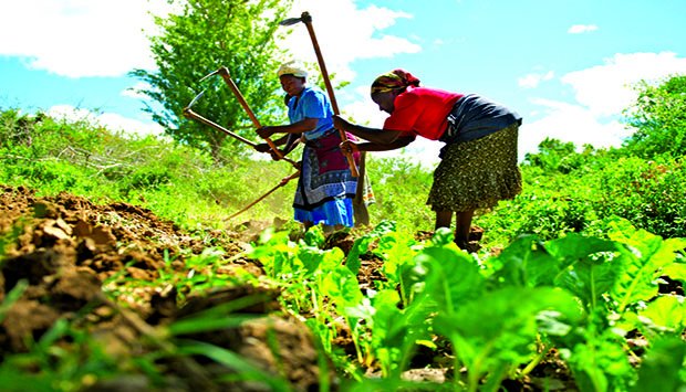 FADA financia mais de três mil projectos agrícolas no país