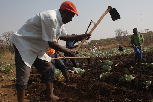 Camponeses de Benguela com dificuldades para escoarem os produtos