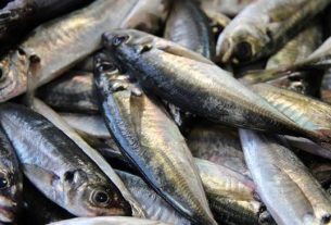 Proibida pesca do carapau até 31 de Agosto