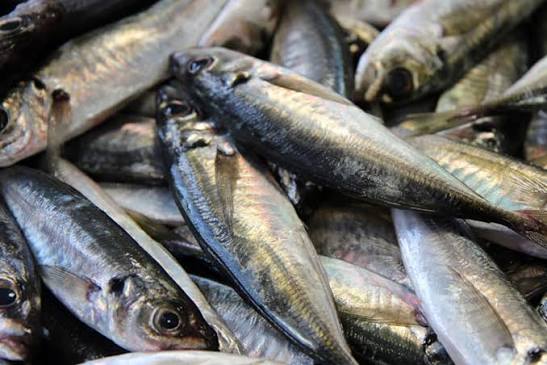 Proibida pesca do carapau até 31 de Agosto